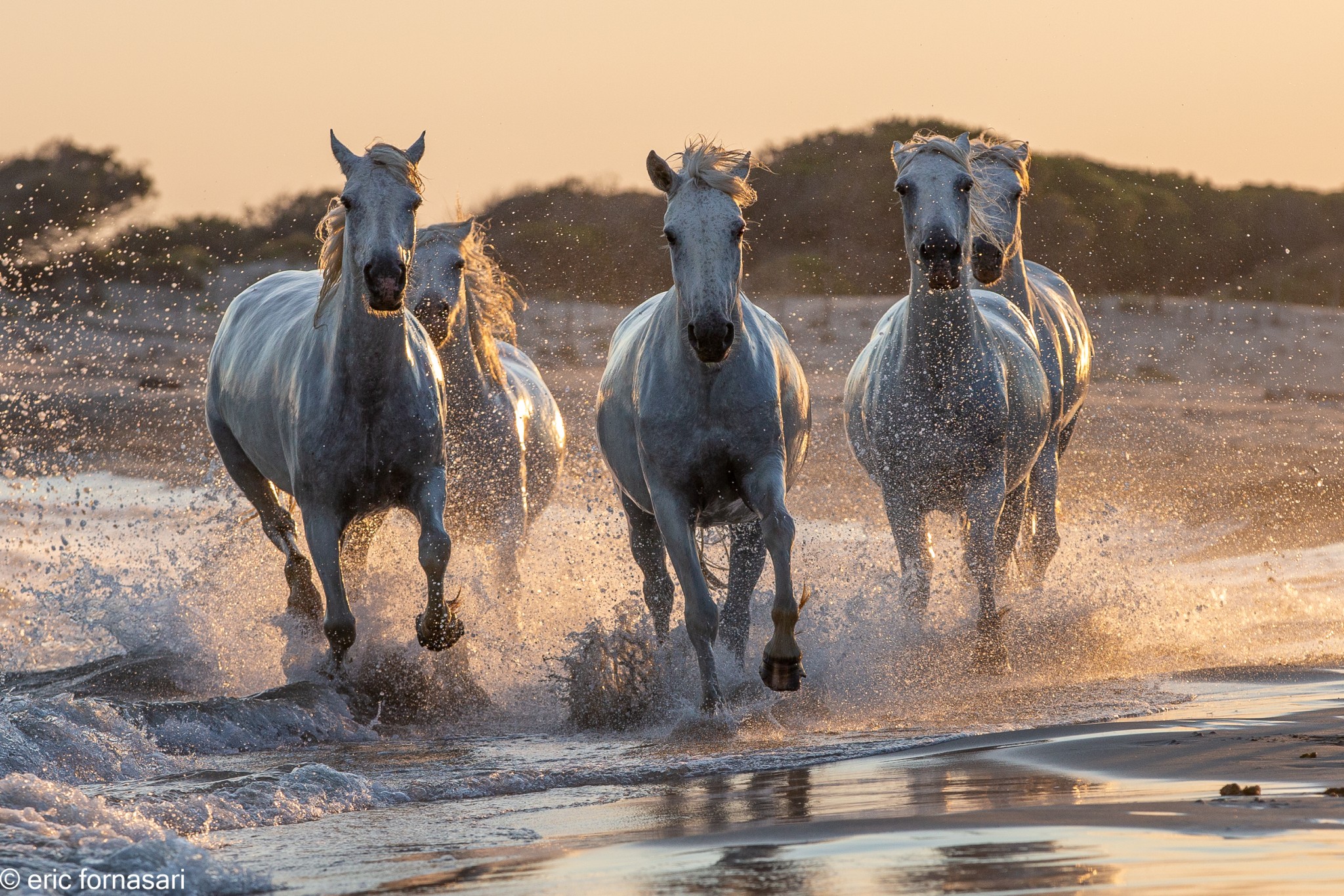 Camargue-2021-1946-26-juin-2021.jpg