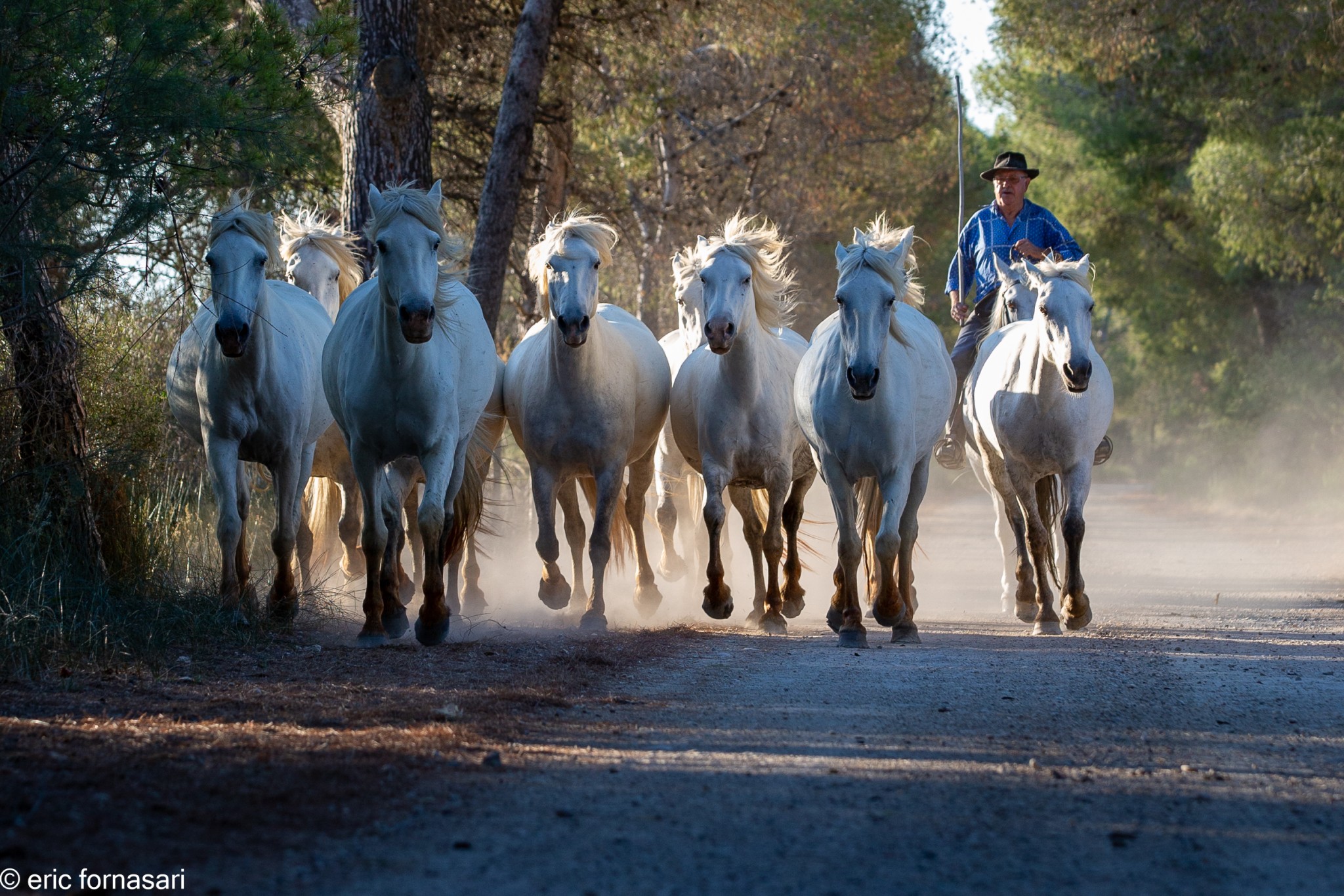 Camargue-2021-349-25-juin-2021.jpg