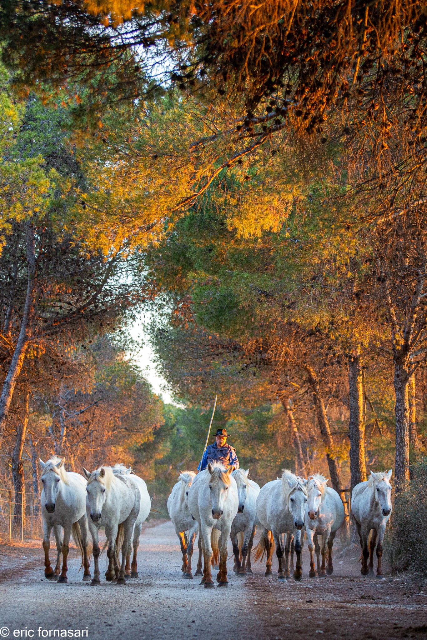 Camargue-2021-830-26-juin-2021.jpg