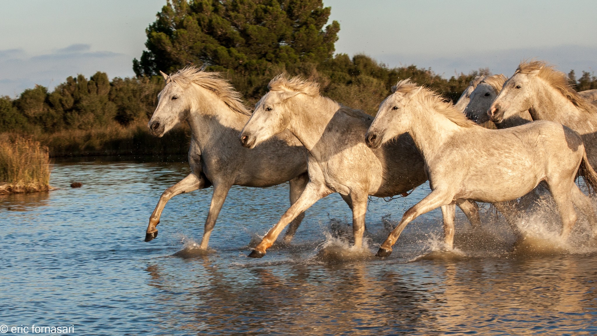 camargue-1372-11-octobre-2014.jpg