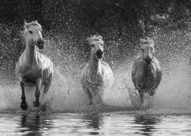 Camargue-2021-1032-26-juin-2021.jpg