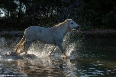 Camargue-2021-1185-26-juin-2021.jpg