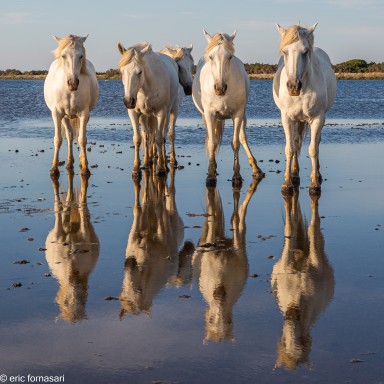 Camargue-2021-1596-26-juin-2021.jpg