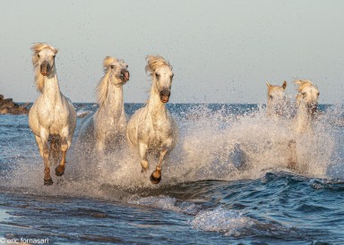 Camargue-2021-1803-26-juin-2021.jpg