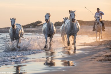 Camargue-2021-1978-26-juin-2021.jpg