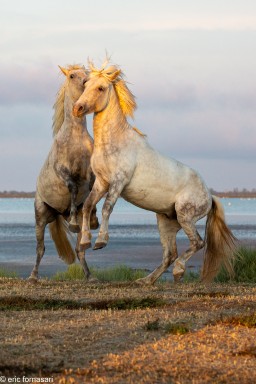 Camargue-2021-2157-27-juin-2021.jpg