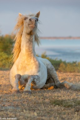 Camargue-2021-2171-27-juin-2021.jpg