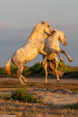 Camargue-2021-2198-27-juin-2021.jpg