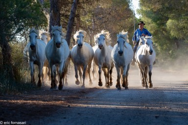 Camargue-2021-349-25-juin-2021.jpg