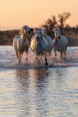 Camargue-2021-706-25-juin-2021.jpg