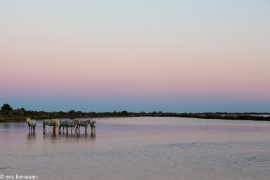 Camargue-2021-818-25-juin-2021.jpg