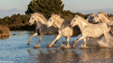 camargue-1372-11-octobre-2014.jpg