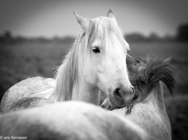 camargue-661-11-octobre-2014.jpg