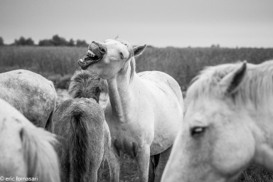 camargue-688-11-octobre-2014.jpg