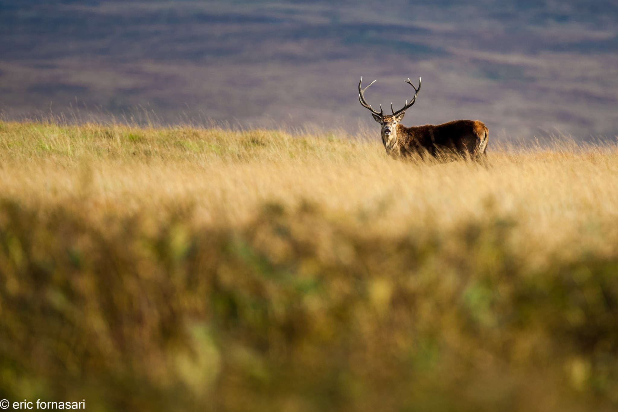 brâme-du-cerf---écosse-06-octobre-2013-14.jpg
