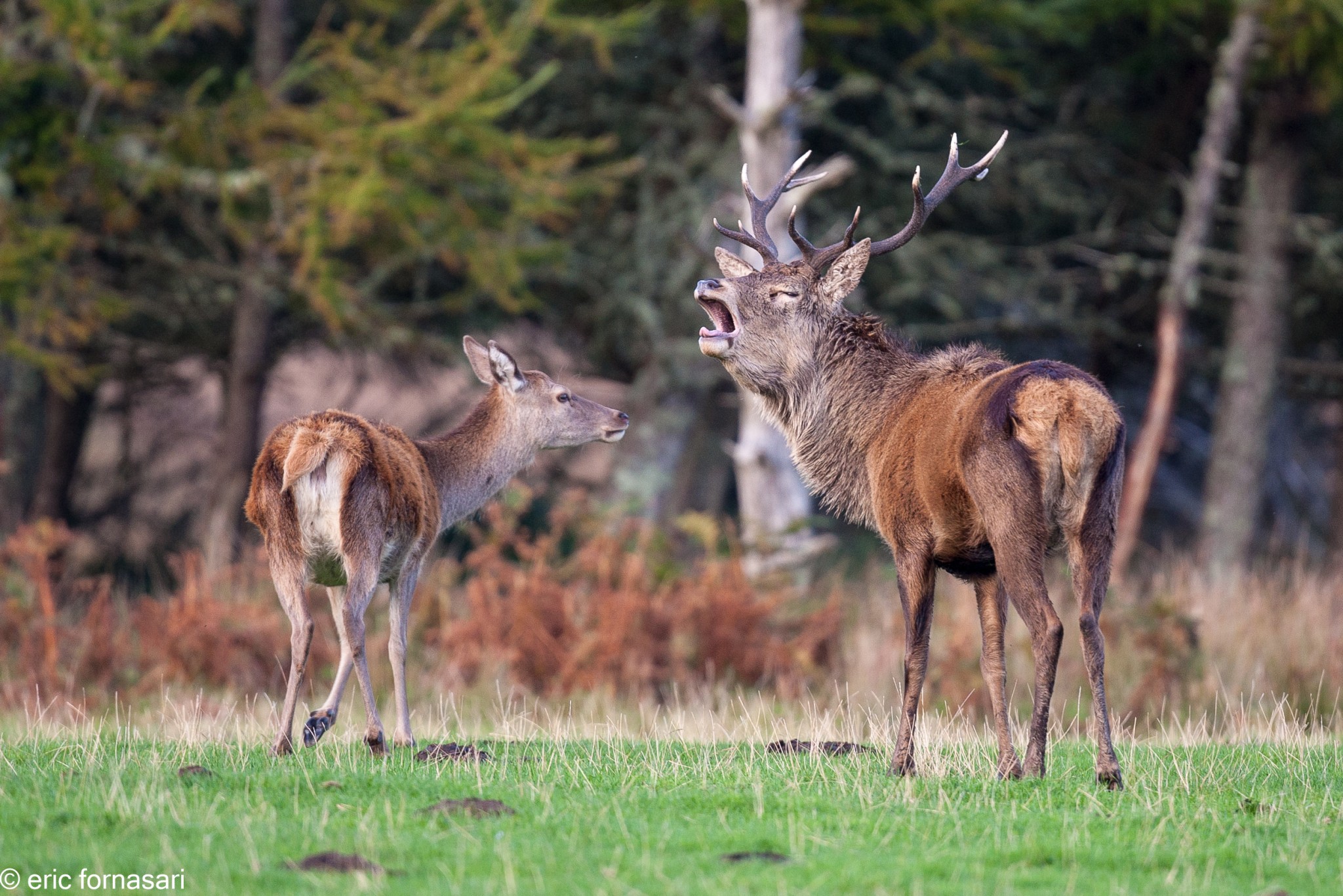 brâme-du-cerf---écosse-06-octobre-2013-145.jpg
