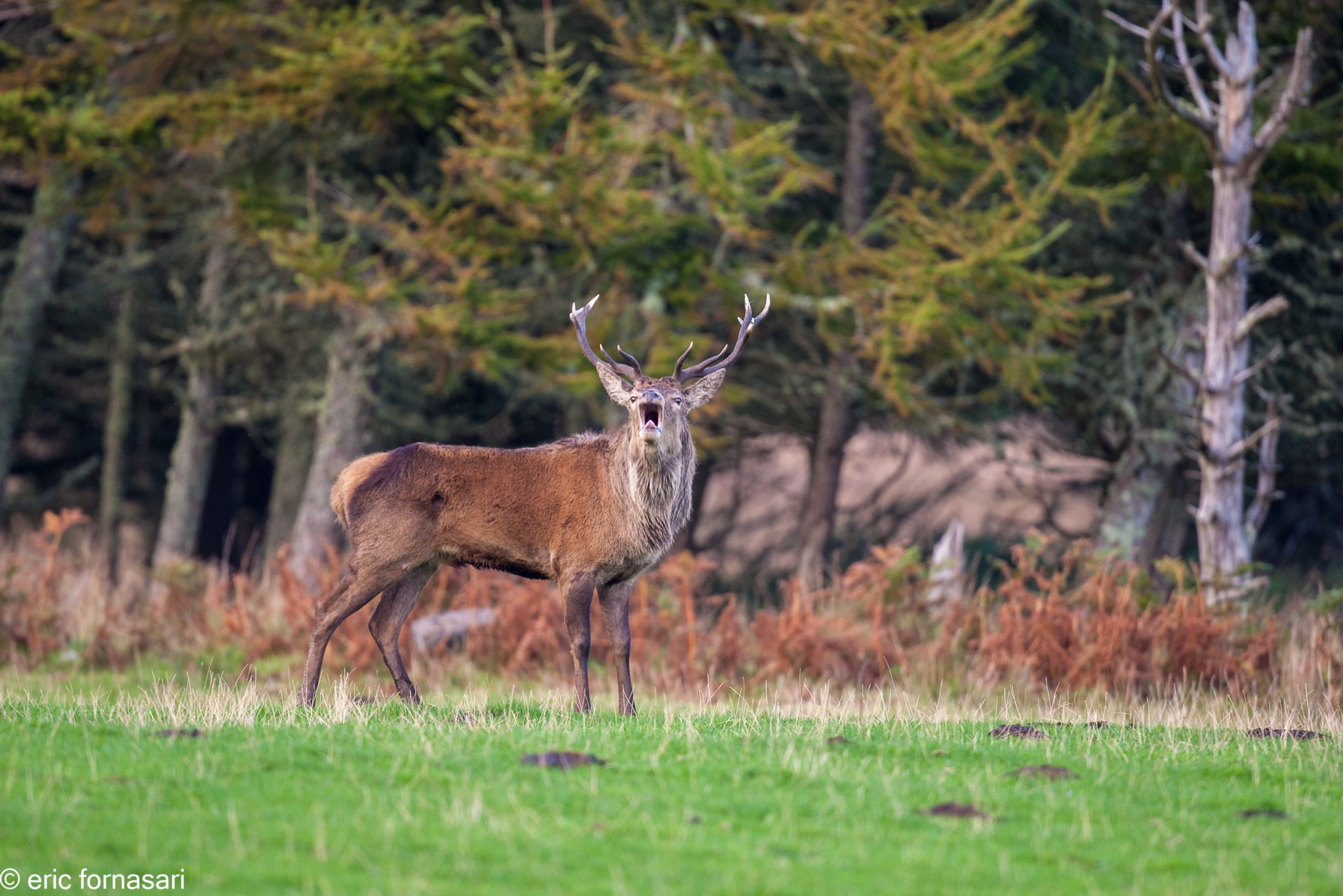 brâme-du-cerf---écosse-06-octobre-2013-199.jpg