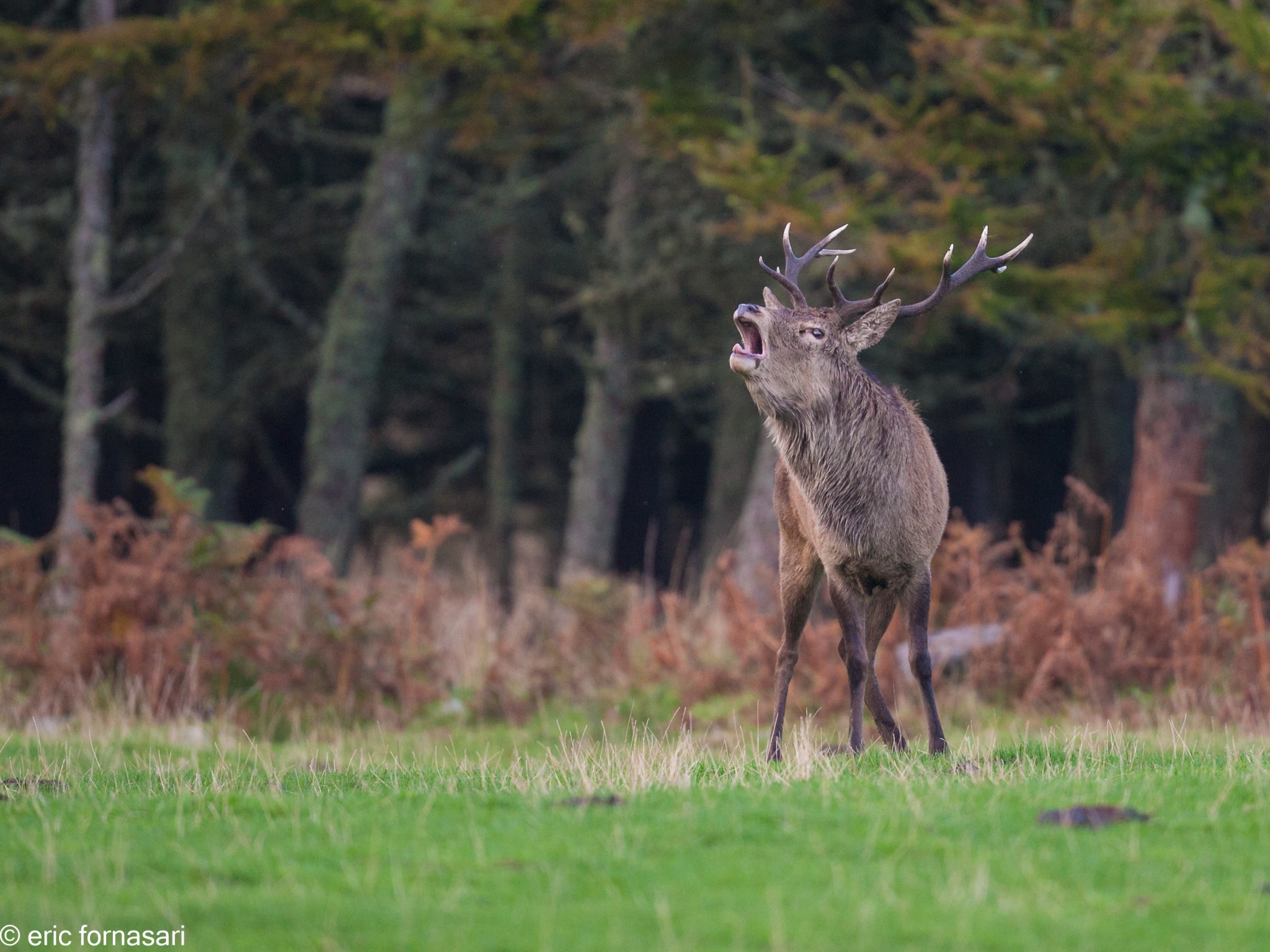 brâme-du-cerf---écosse-06-octobre-2013-254.jpg