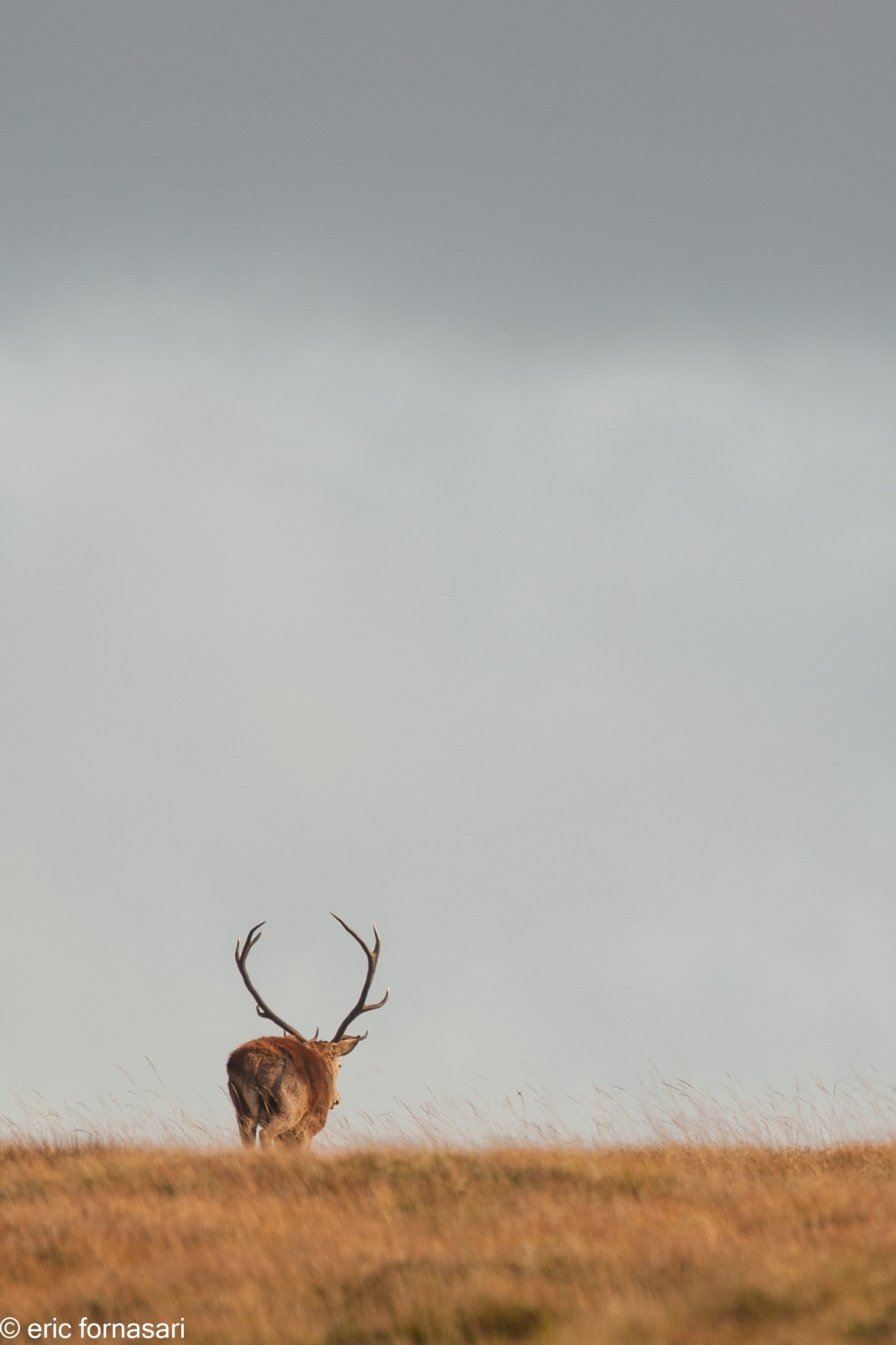 brâme-du-cerf---écosse-06-octobre-2013-38.jpg