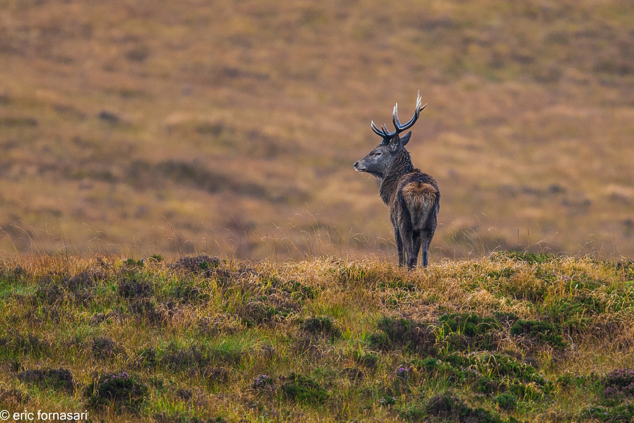 brâme-du-cerf---écosse-08-octobre-2013-1168.jpg
