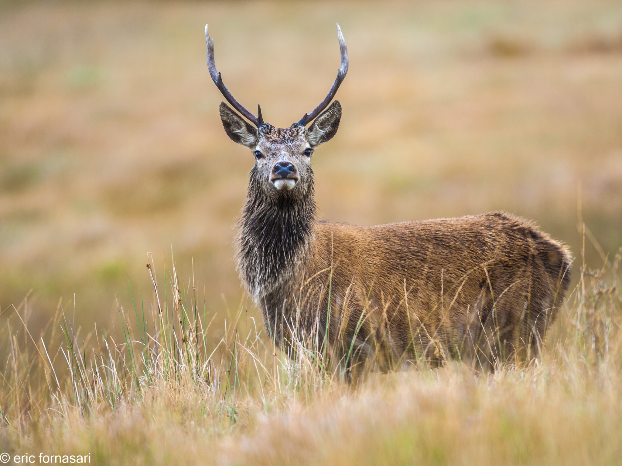 brâme-du-cerf---écosse-08-octobre-2013-1234.jpg