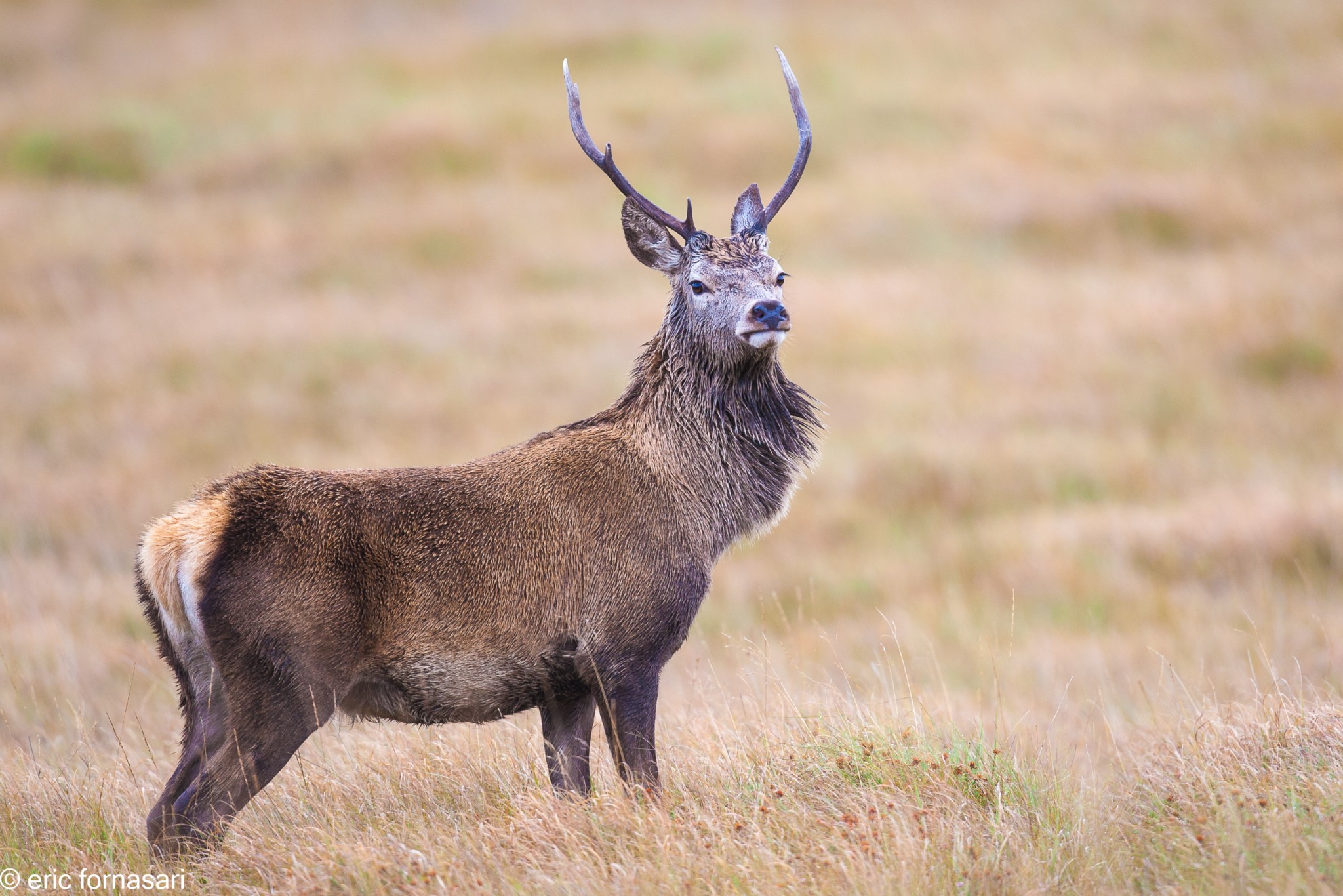 brâme-du-cerf---écosse-08-octobre-2013-1240.jpg