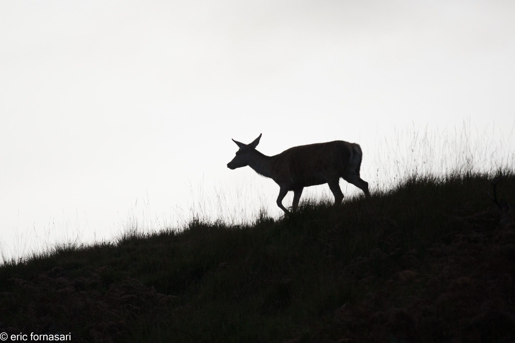 brâme-du-cerf---écosse-08-octobre-2013-1360.jpg