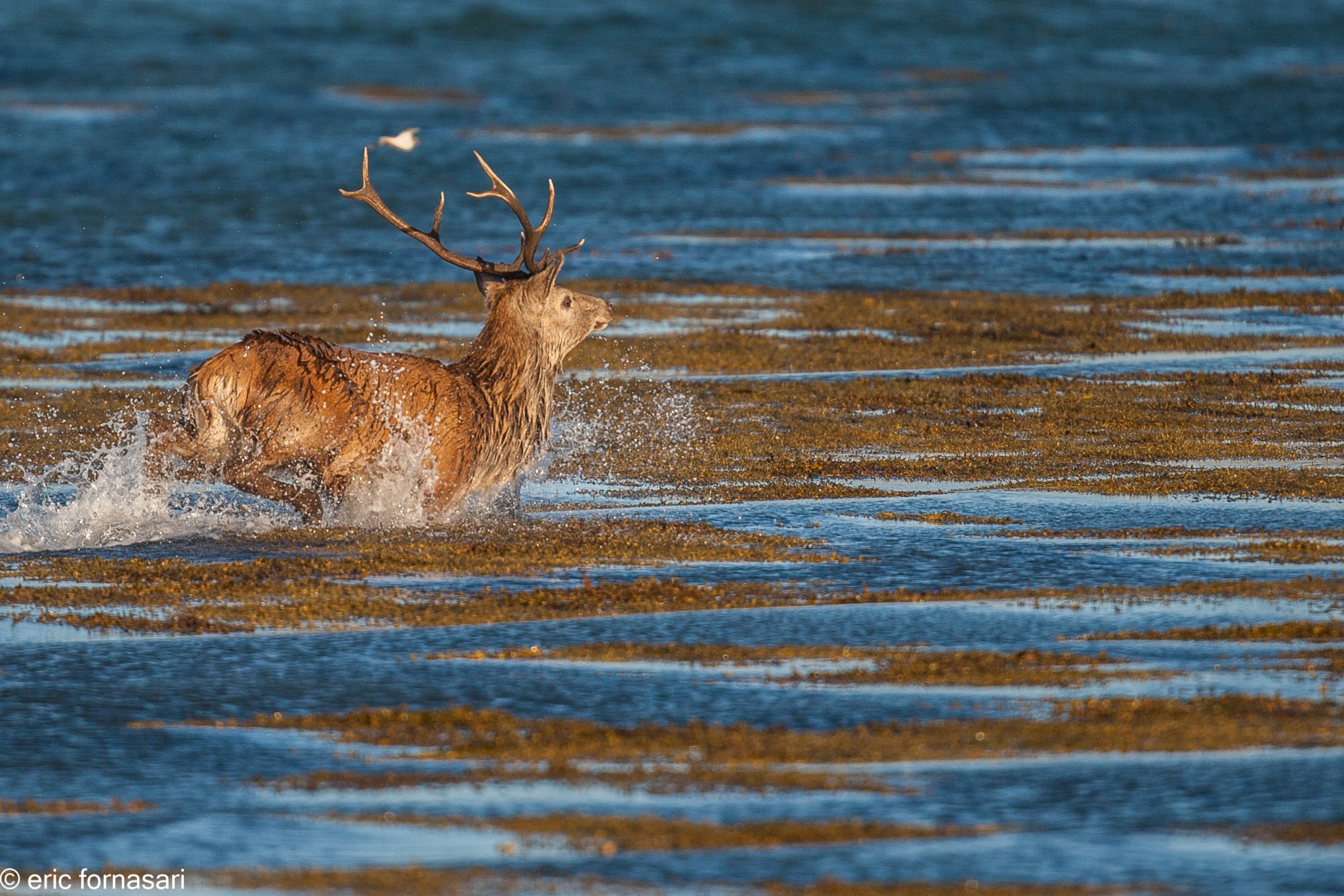 brâme-du-cerf---écosse-10-octobre-2013-1979.jpg