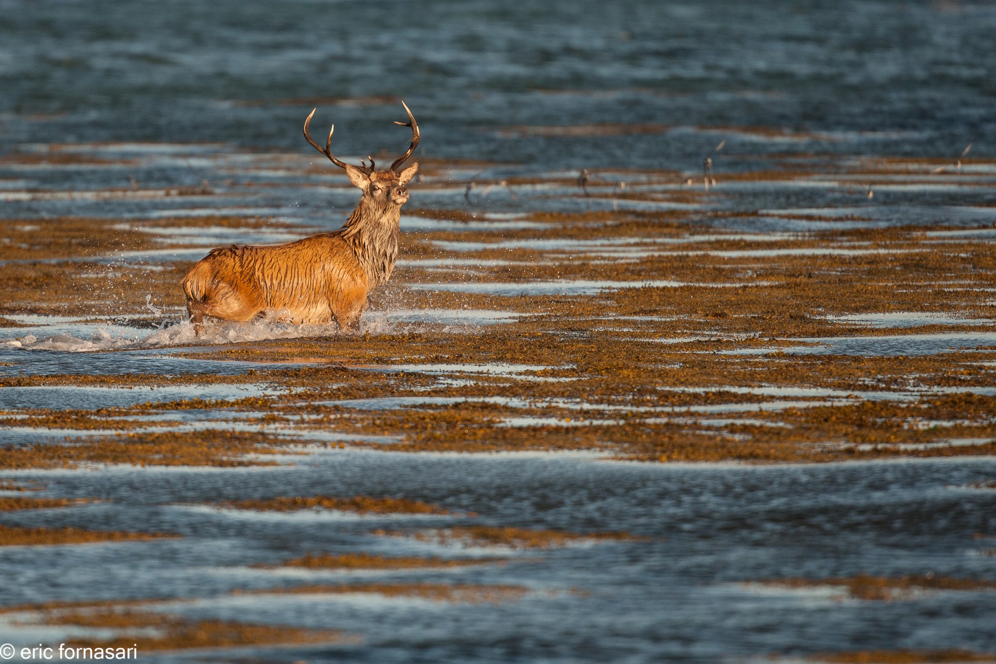 brâme-du-cerf---écosse-10-octobre-2013-1982.jpg