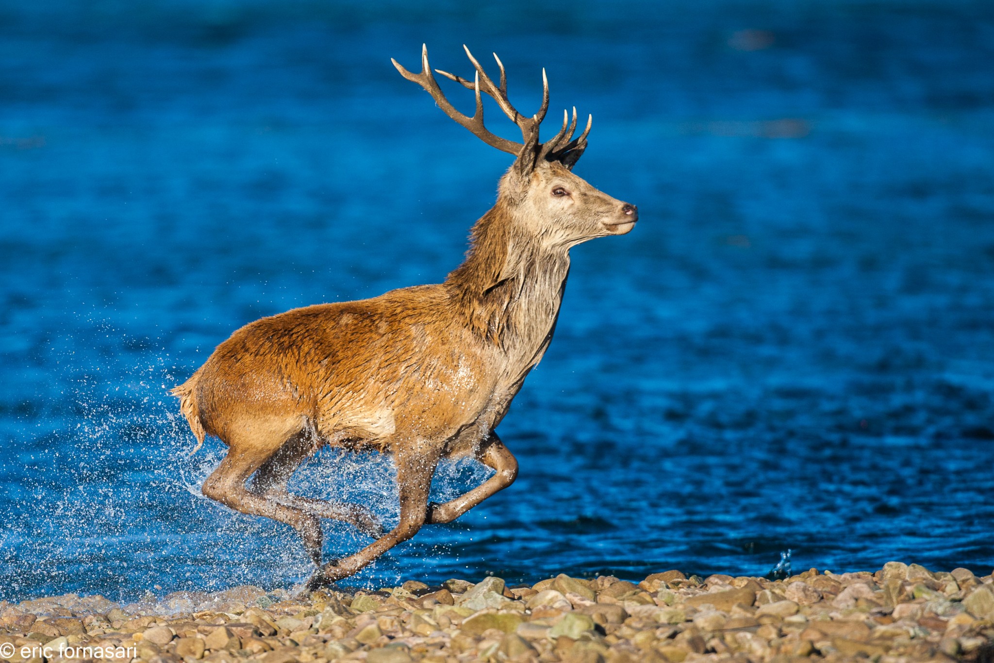 brâme-du-cerf---écosse-10-octobre-2013-2031.jpg