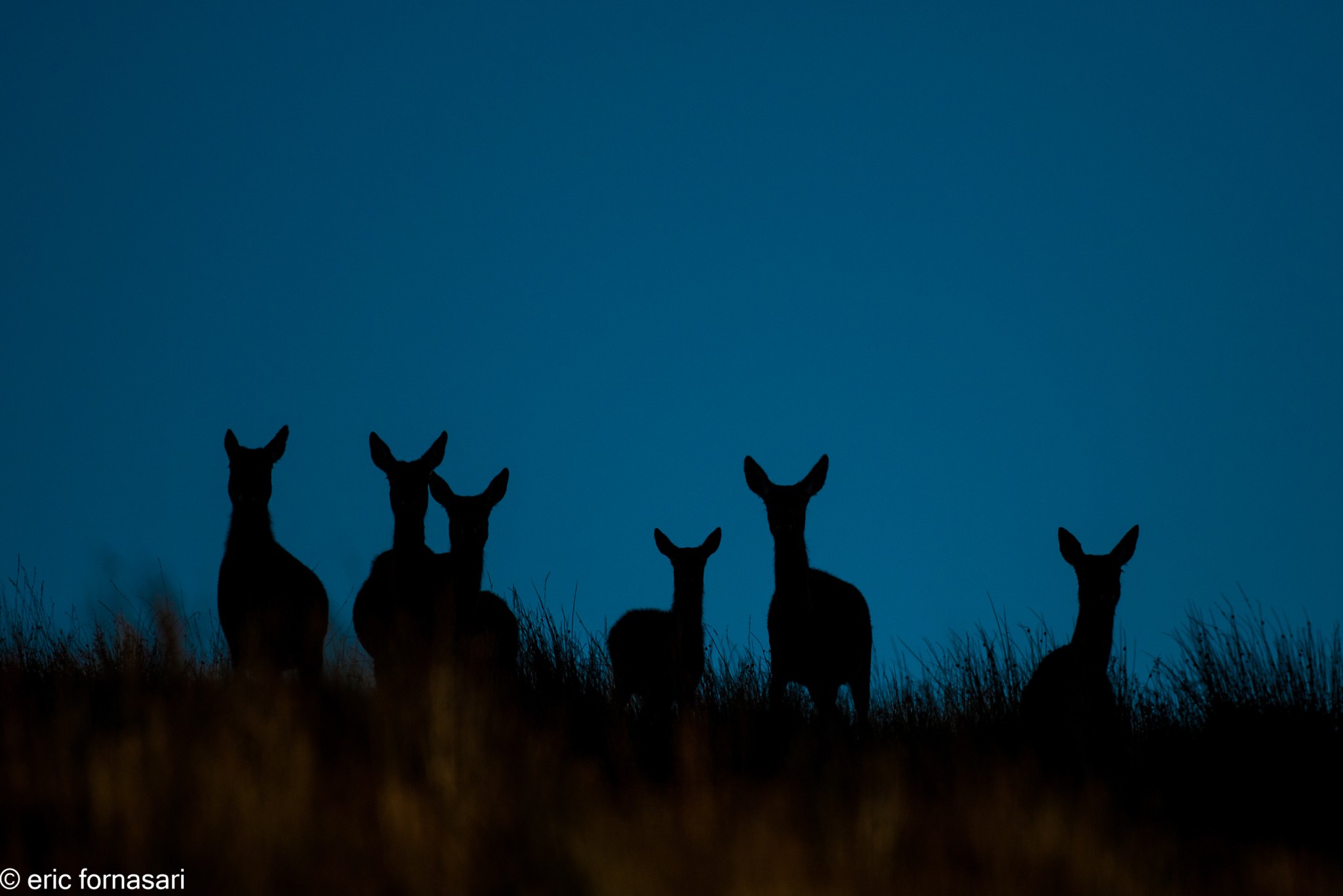 brâme-du-cerf---écosse-10-octobre-2013-2191.jpg