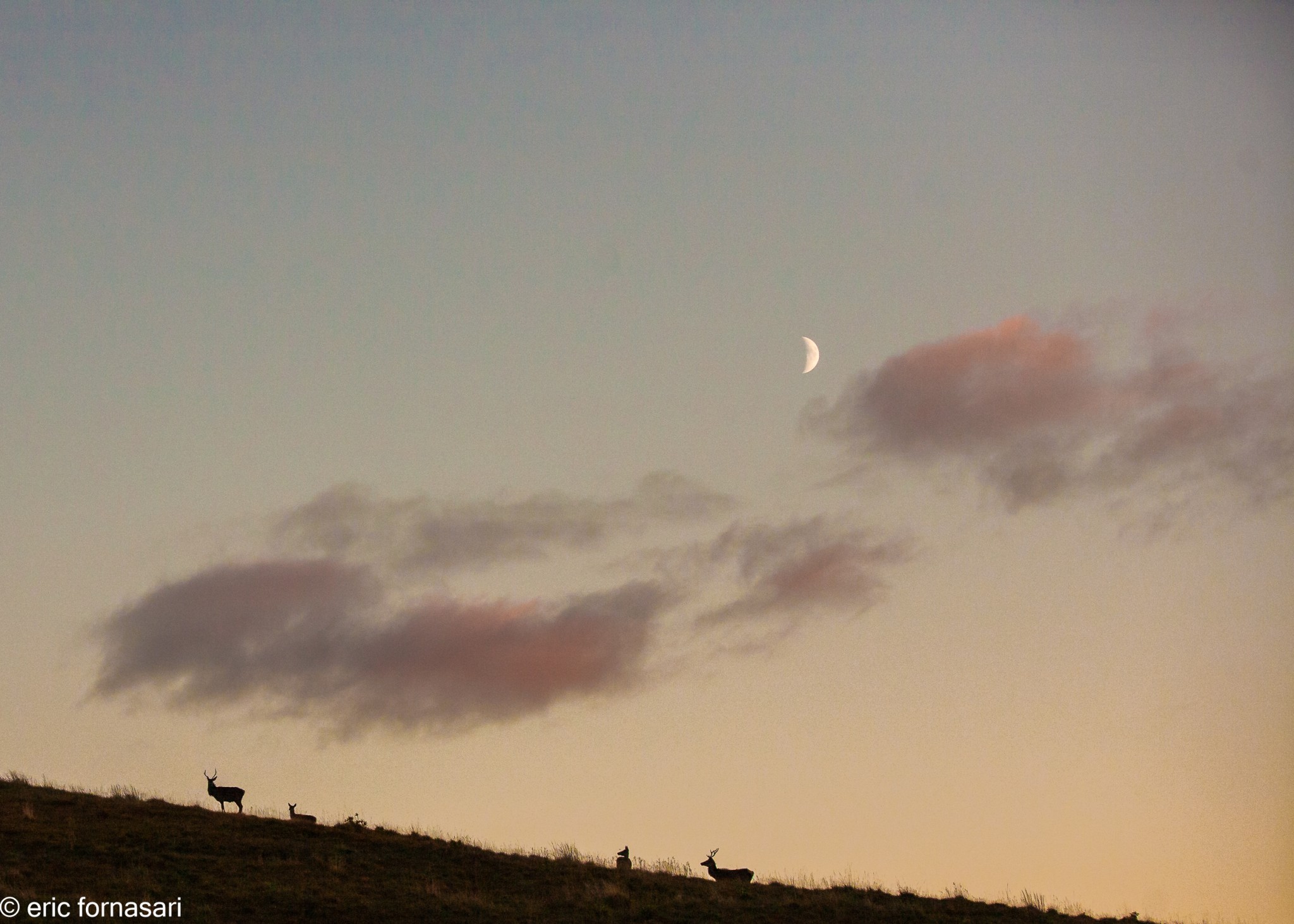 brâme-du-cerf---écosse-10-octobre-2013-2204.jpg