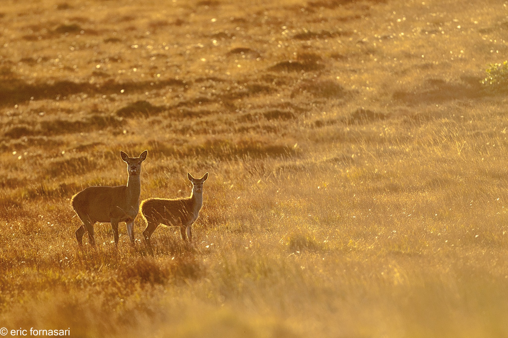 brâme-du-cerf---écosse-10-octobre-2013-2280.jpg