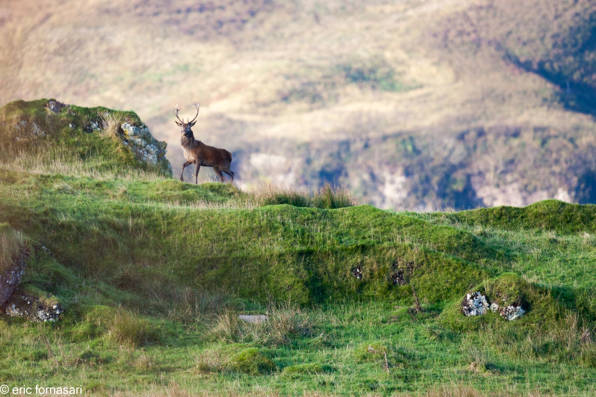 brâme-du-cerf---écosse-11-octobre-2013-2441.jpg