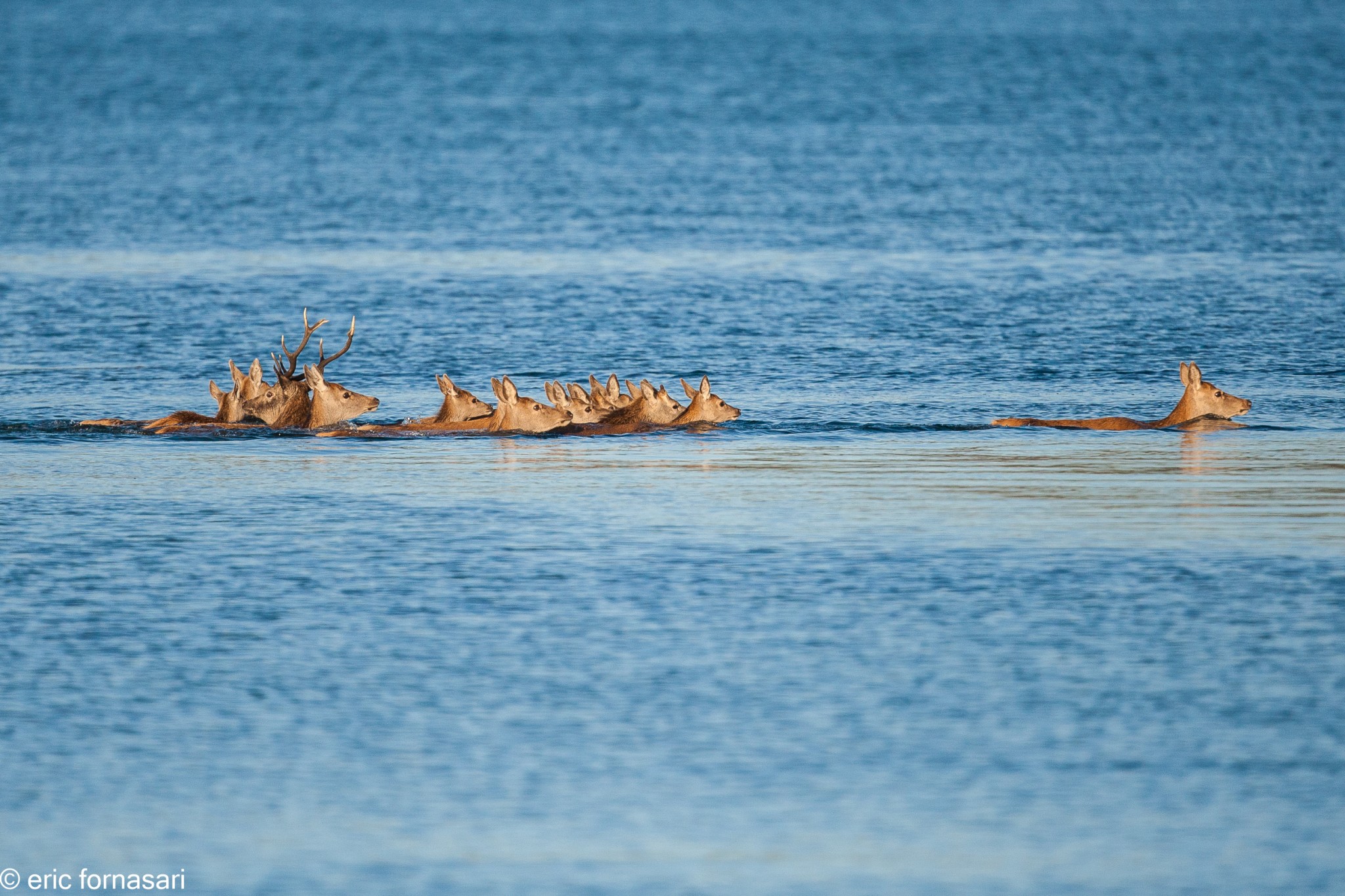 brâme-du-cerf---écosse-11-octobre-2013-2459.jpg