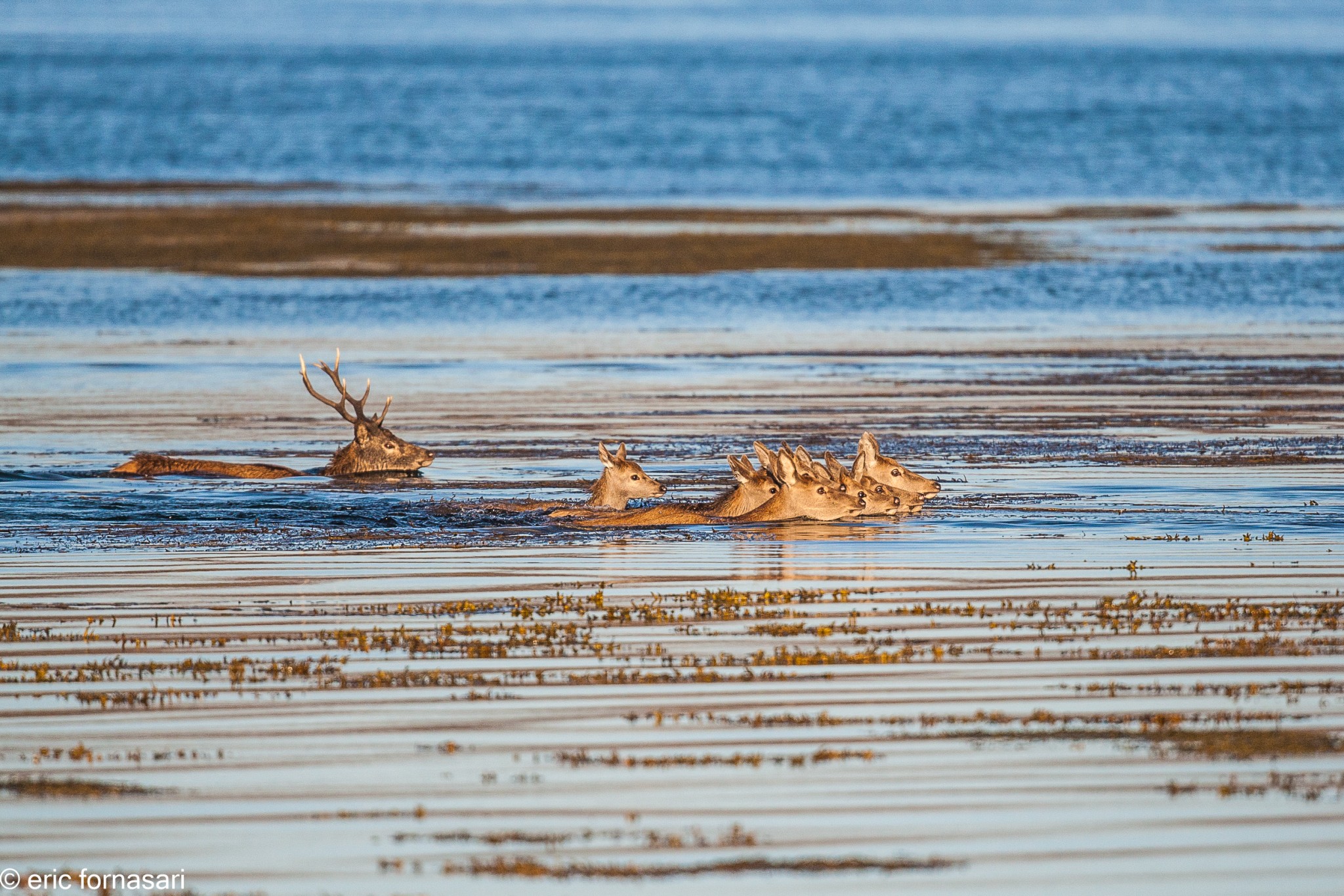 brâme-du-cerf---écosse-11-octobre-2013-2483.jpg