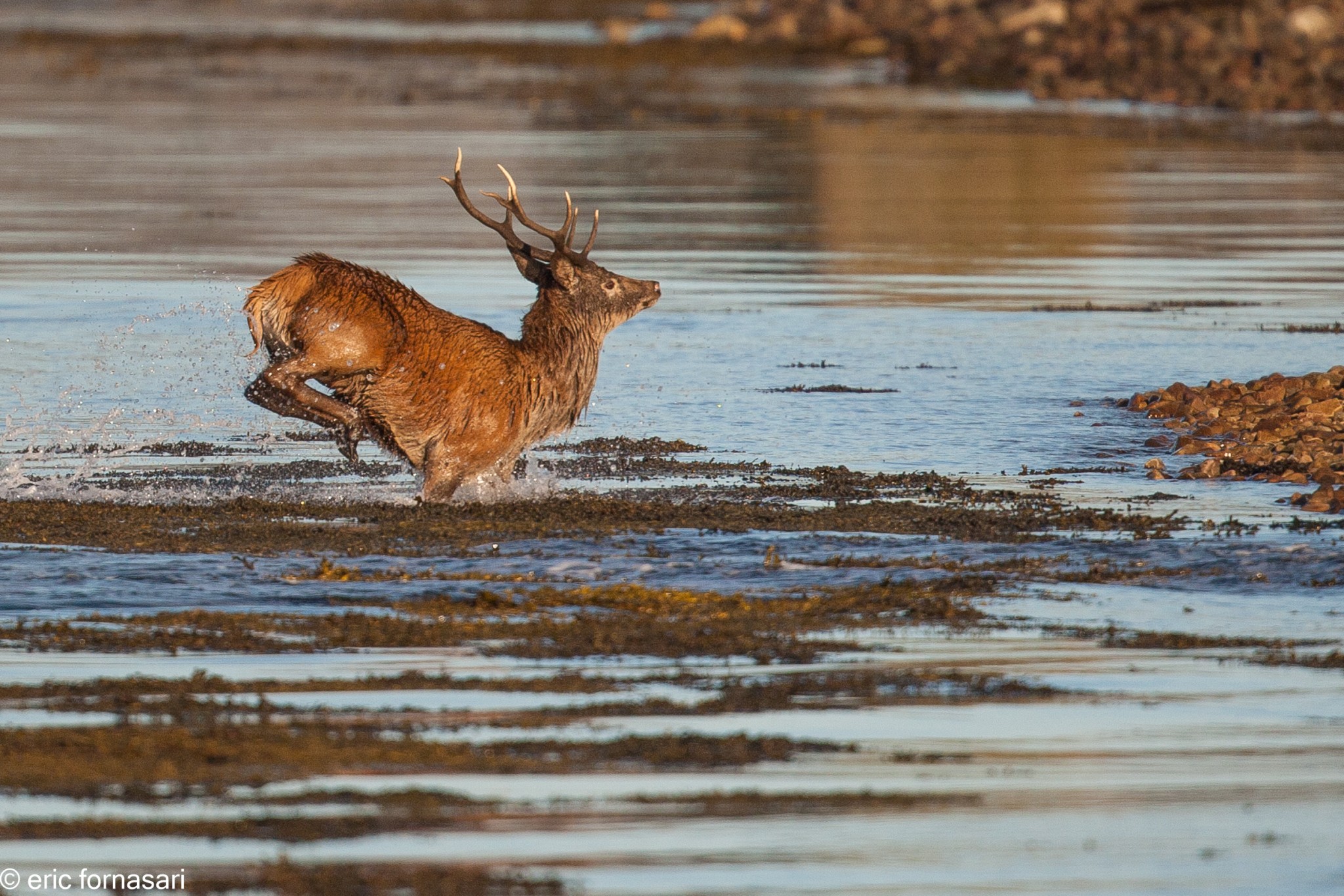 brâme-du-cerf---écosse-11-octobre-2013-2522.jpg
