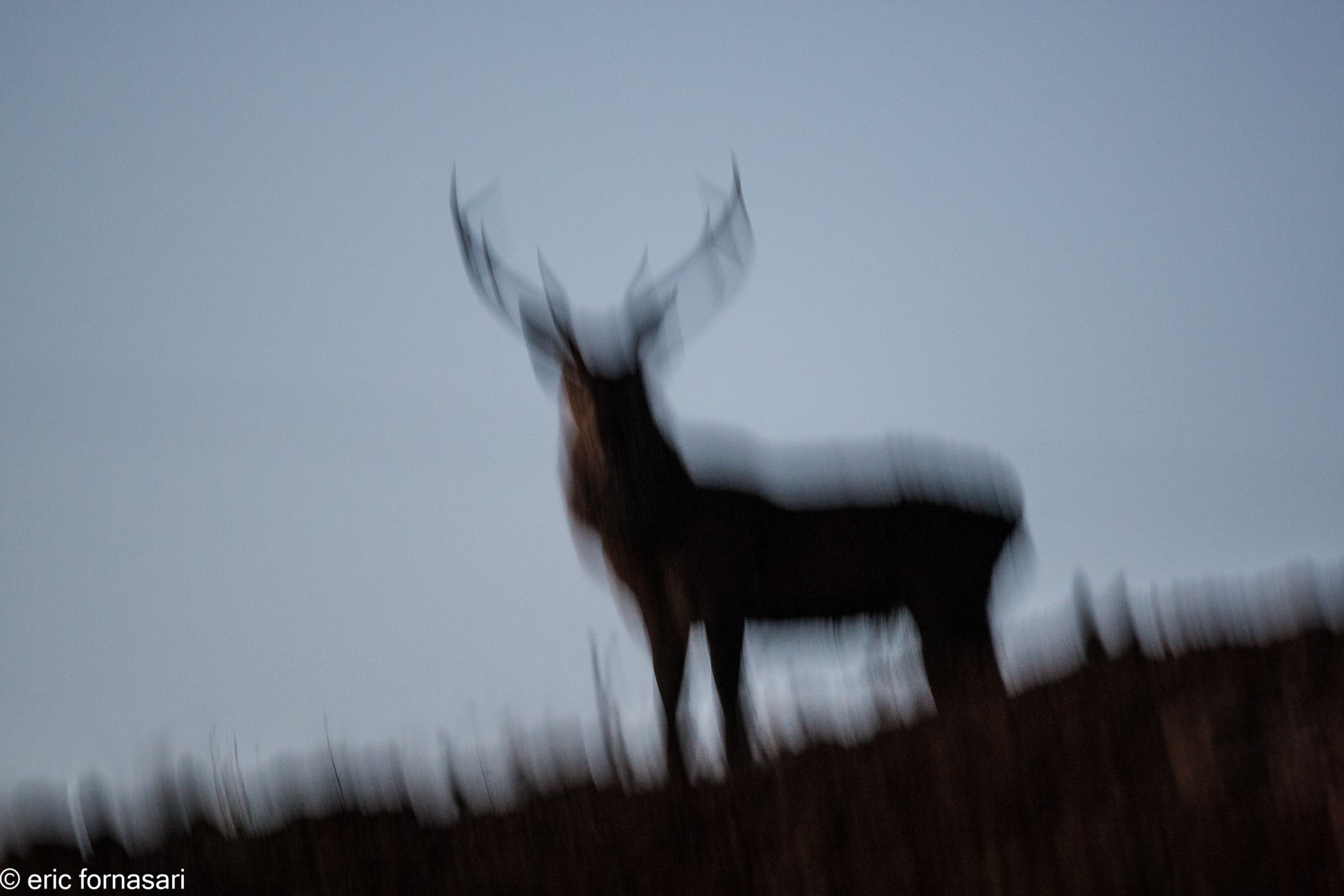 brâme-du-cerf---écosse-11-octobre-2013-3174.jpg