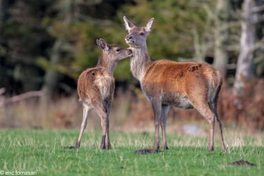 brâme-du-cerf---écosse-06-octobre-2013-131.jpg