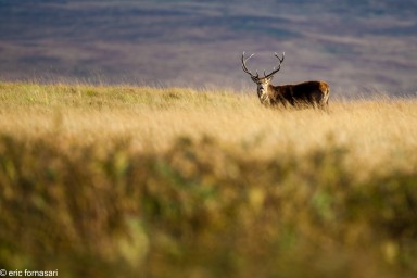 brâme-du-cerf---écosse-06-octobre-2013-14.jpg