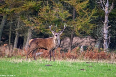 brâme-du-cerf---écosse-06-octobre-2013-199.jpg