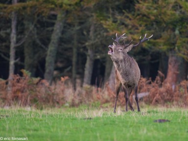 brâme-du-cerf---écosse-06-octobre-2013-254.jpg