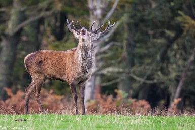 brâme-du-cerf---écosse-06-octobre-2013-325.jpg