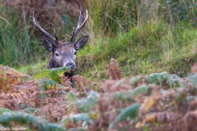 brâme-du-cerf---écosse-06-octobre-2013-370.jpg