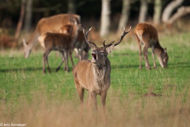 brâme-du-cerf---écosse-06-octobre-2013-96.jpg