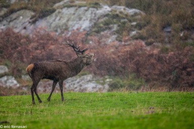 brâme-du-cerf---écosse-07-octobre-2013-1018.jpg