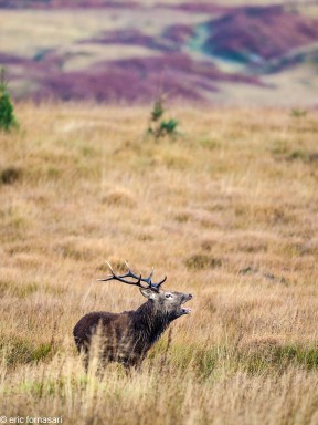 brâme-du-cerf---écosse-07-octobre-2013-476.jpg