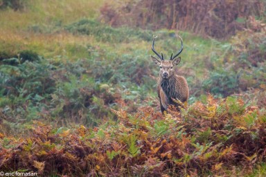 brâme-du-cerf---écosse-08-octobre-2013-1104.jpg