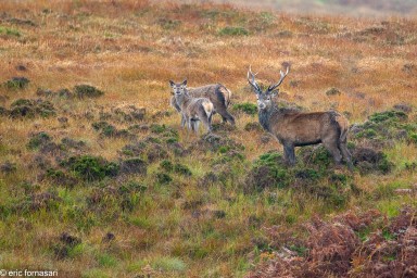 brâme-du-cerf---écosse-08-octobre-2013-1152.jpg