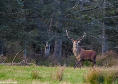 brâme-du-cerf---écosse-09-octobre-2013-1699.jpg